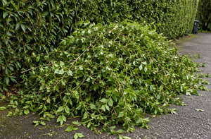 Hedge Cutting Eynsham Oxfordshire