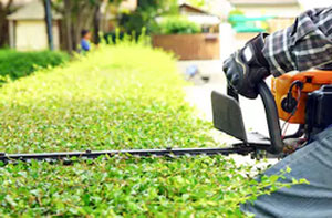 Hedge Cutting Fleetwood (FY7)