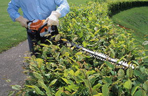 Hedge Cutting Helston (TR13)