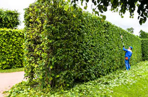 Hedge Cutting Rainworth (NG21)