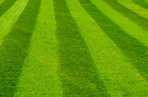 Lawn Care Westbury (01373)