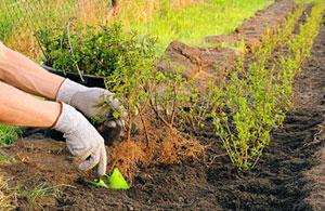 Garden Services Quorn