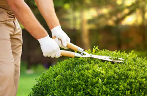 Gardeners Denny Scotland