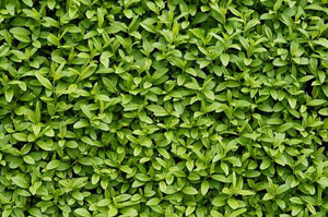 Looking After Privet Hedges in Aberdare