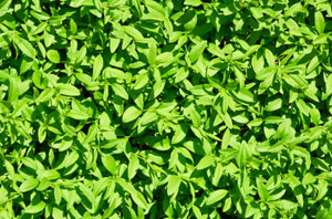 Looking After Privet Hedges in Prestatyn