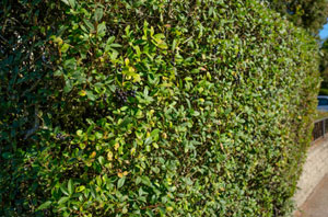 Looking After Privet Hedges in Marlborough