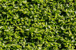 Looking After Privet Hedges in Beeston
