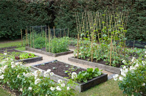 Vegetable Garden Saxmundham
